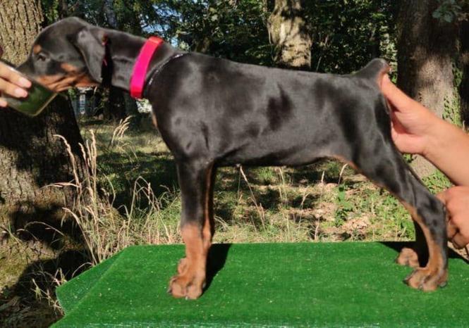 Doberman štenci 