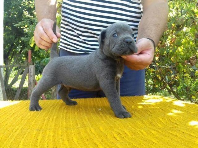 Cane-Corso-štenci-