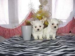 Maltezer
