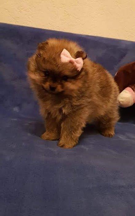 Pomeranski-spic