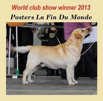 Labrador-retriver---vrhunska-stenad