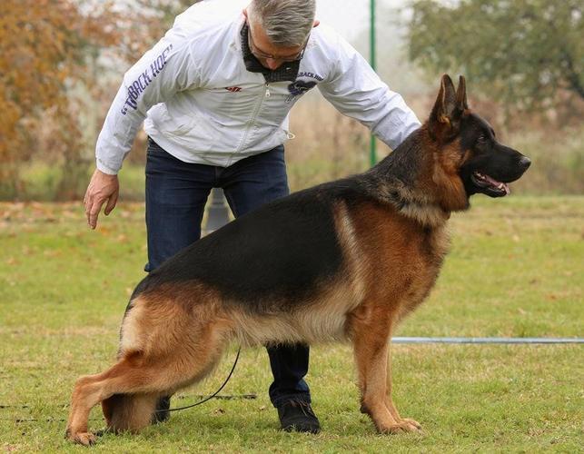 Stenad Nemackog Ovcara