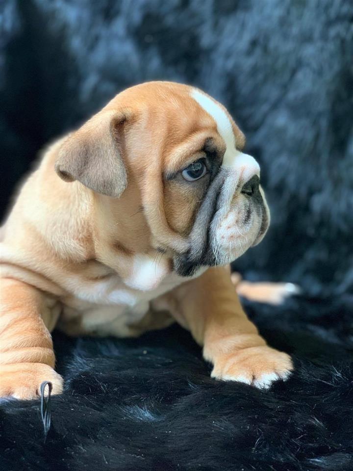 Engleski-Buldog