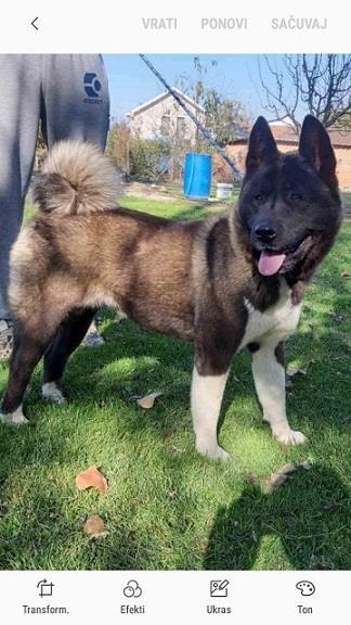 Amiricka-Akita