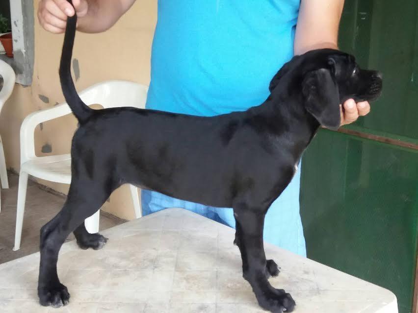 Cane-Corso---RASPRODAJA