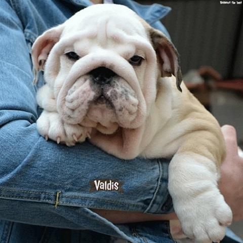 Engleski Buldog 