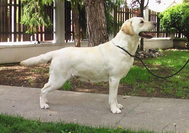 Labrador-stenci-