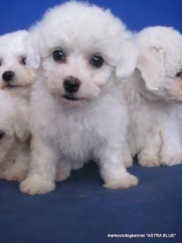 Bichon Frise - Kovrdzavi Bishon