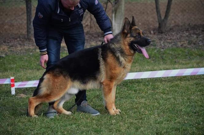 Vrhunska ženska štenad 