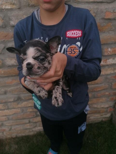 Francuski-buldog-štenci