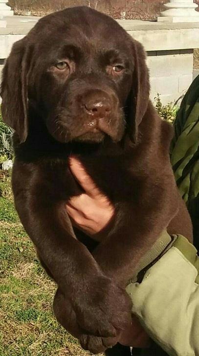 Labrador-Retriver