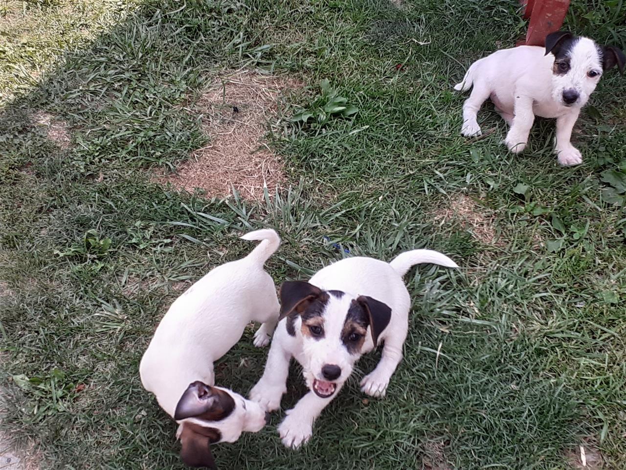 Djek-rasel-