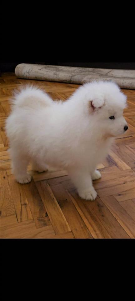 Samojed-štenci