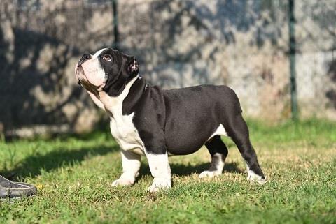 Micro American Bully
