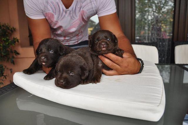 Labrador-retriver-cokoladni-stenci