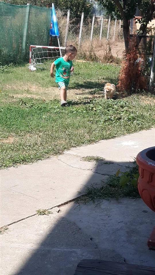 Pomeranski-spic
