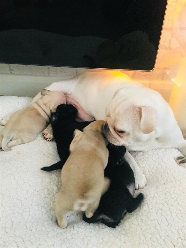 Mops-štenad-