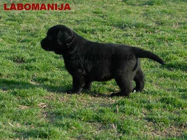 Labrador Retriver - crna i cokoladna stenad