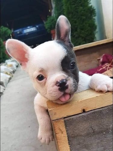 Francuski buldog