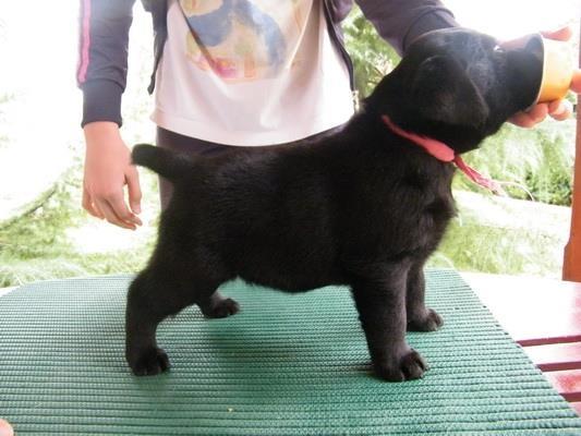 Labrador-Retriver--Izlozbena-Stenad