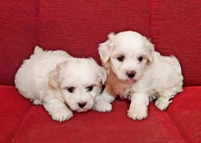 Coton de tulear štenci