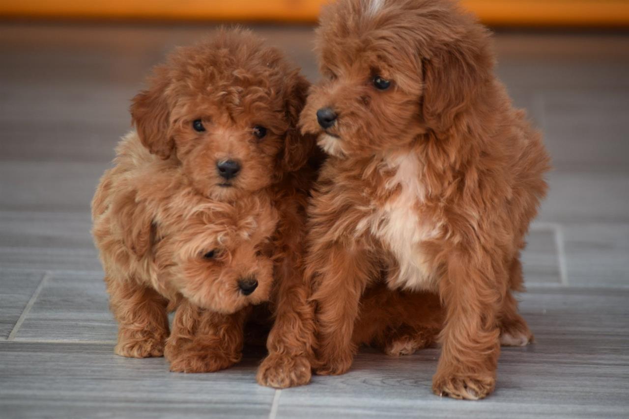 Maltipoo-štenci