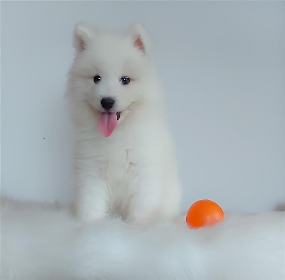 Samojed