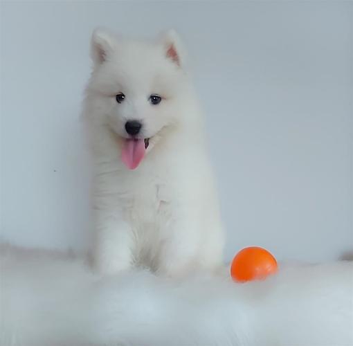 Samojed