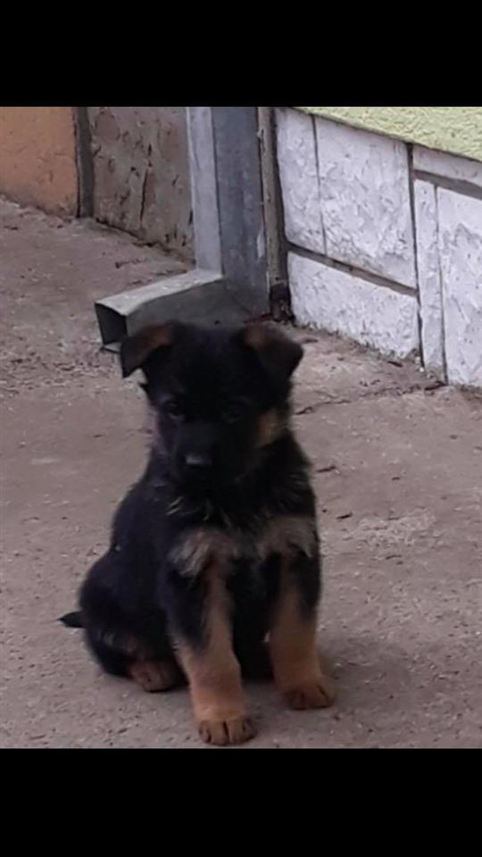 Nemački-ovčar-štenci