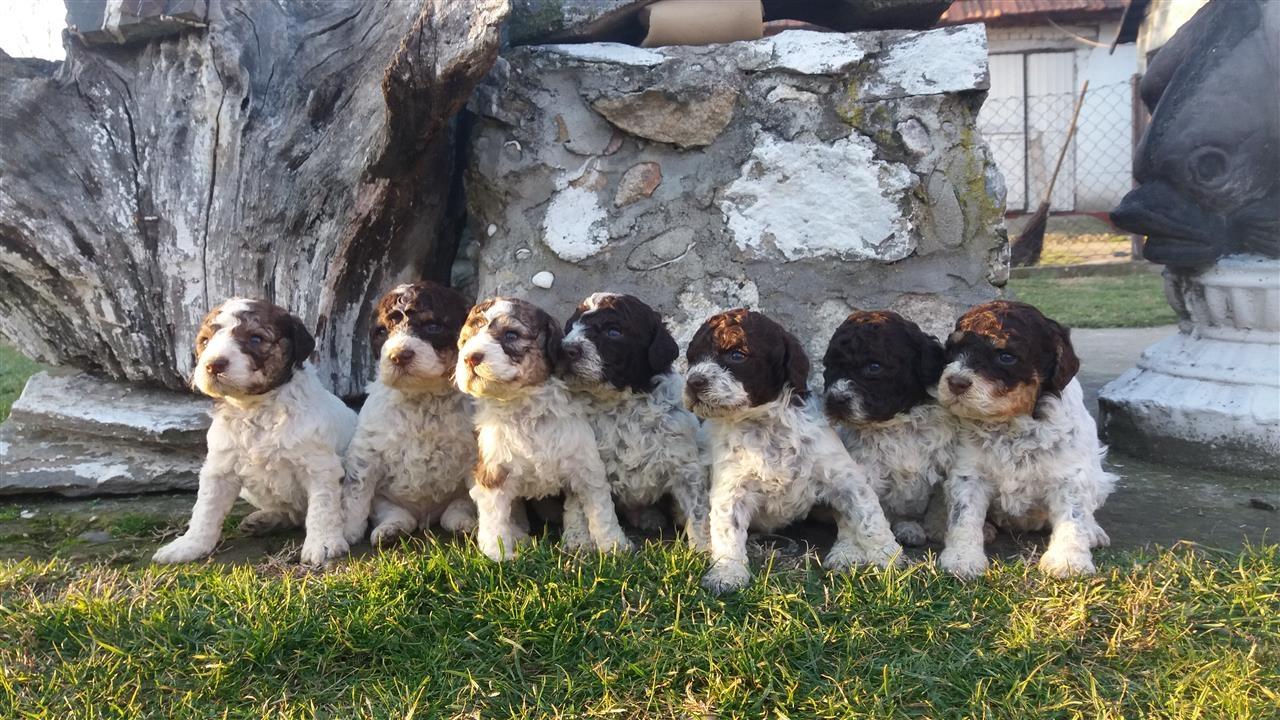 Lagotto-Romagnolo-stenci