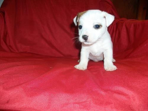 Stenci Jack Russel Terrier