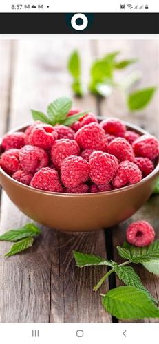 Berači maline 