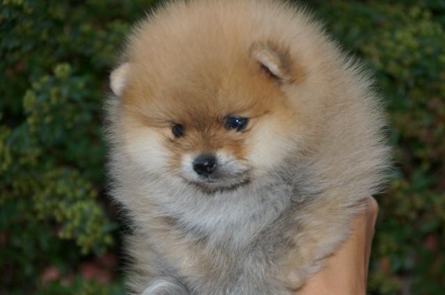 Pomeranski-špic---Boo-štenci