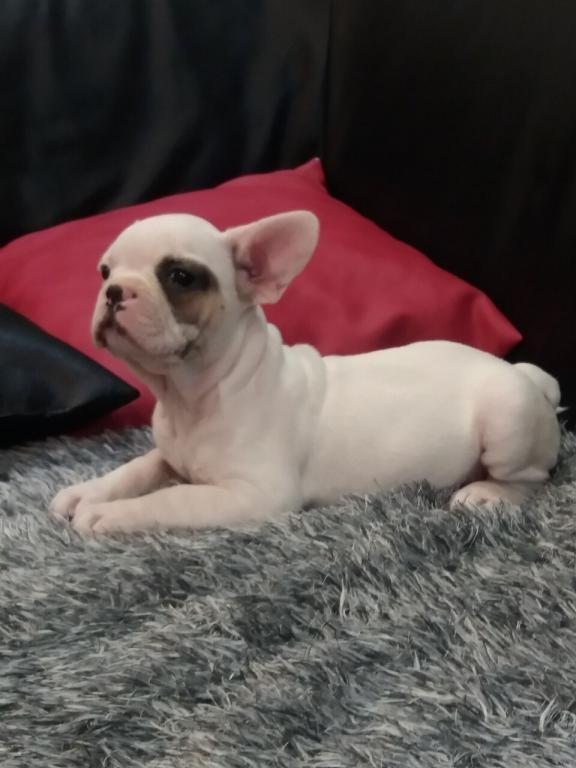 Francuski-buldog-stenad