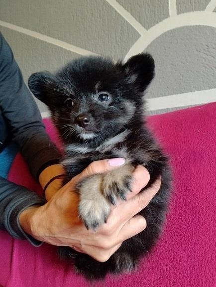 Pomeranski-spic