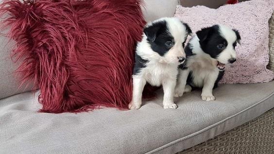 Border-koli-collie-štenci-
