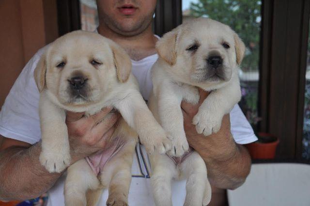 Beli stenci Labrador Retrivera