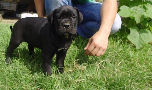 Cane corso stenci