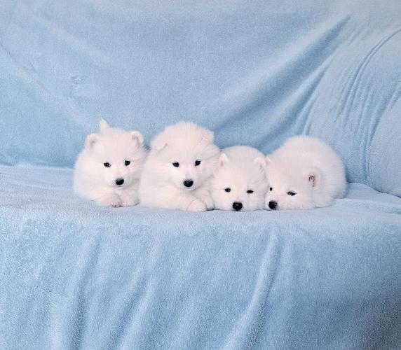 Samojed