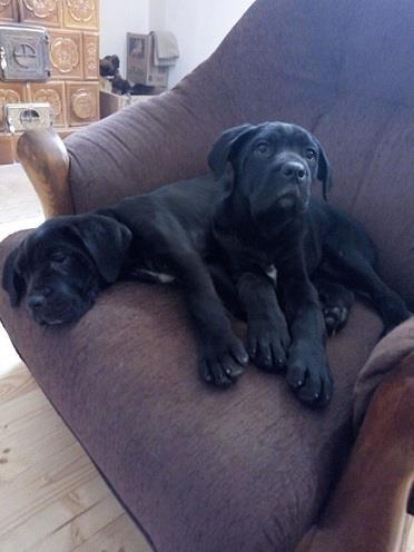Cane-corso-štenci