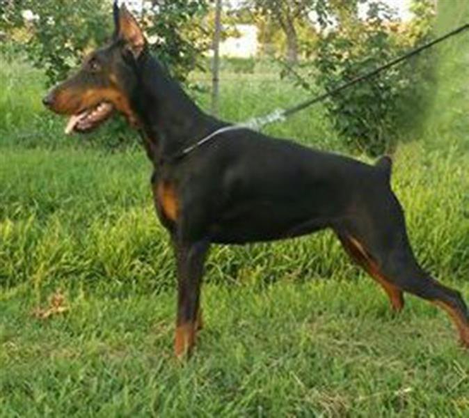 Doberman-štenci