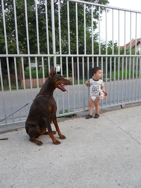 Doberman-stenci-