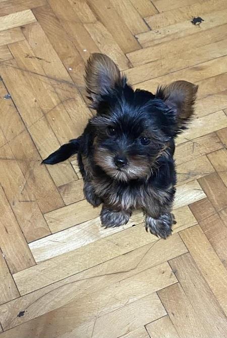 Mini-Jorki