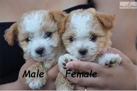 Maltipoo-štenci