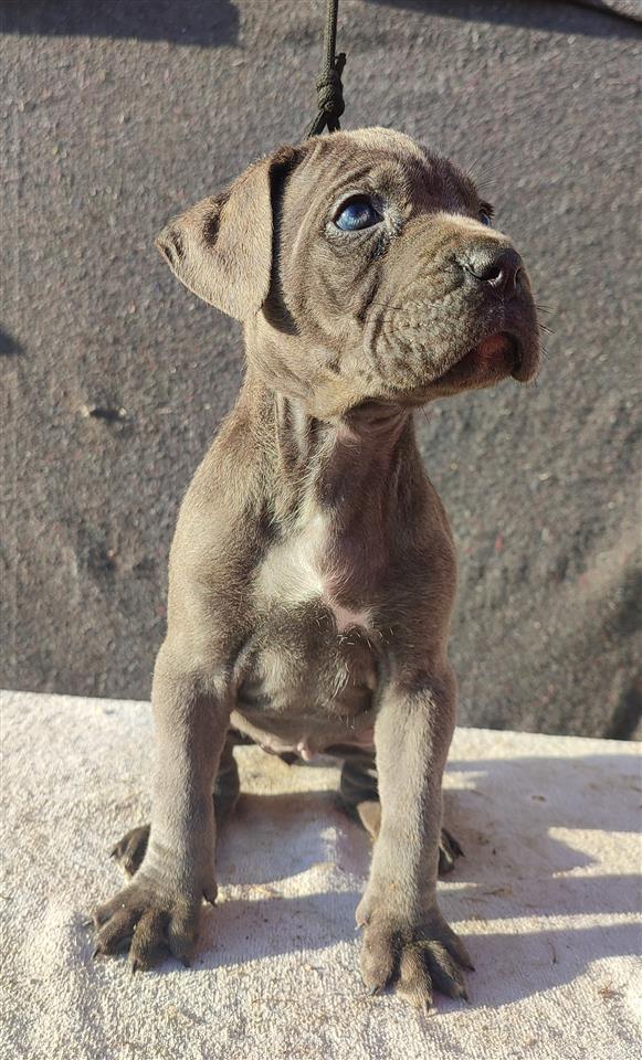 Cane-Corso