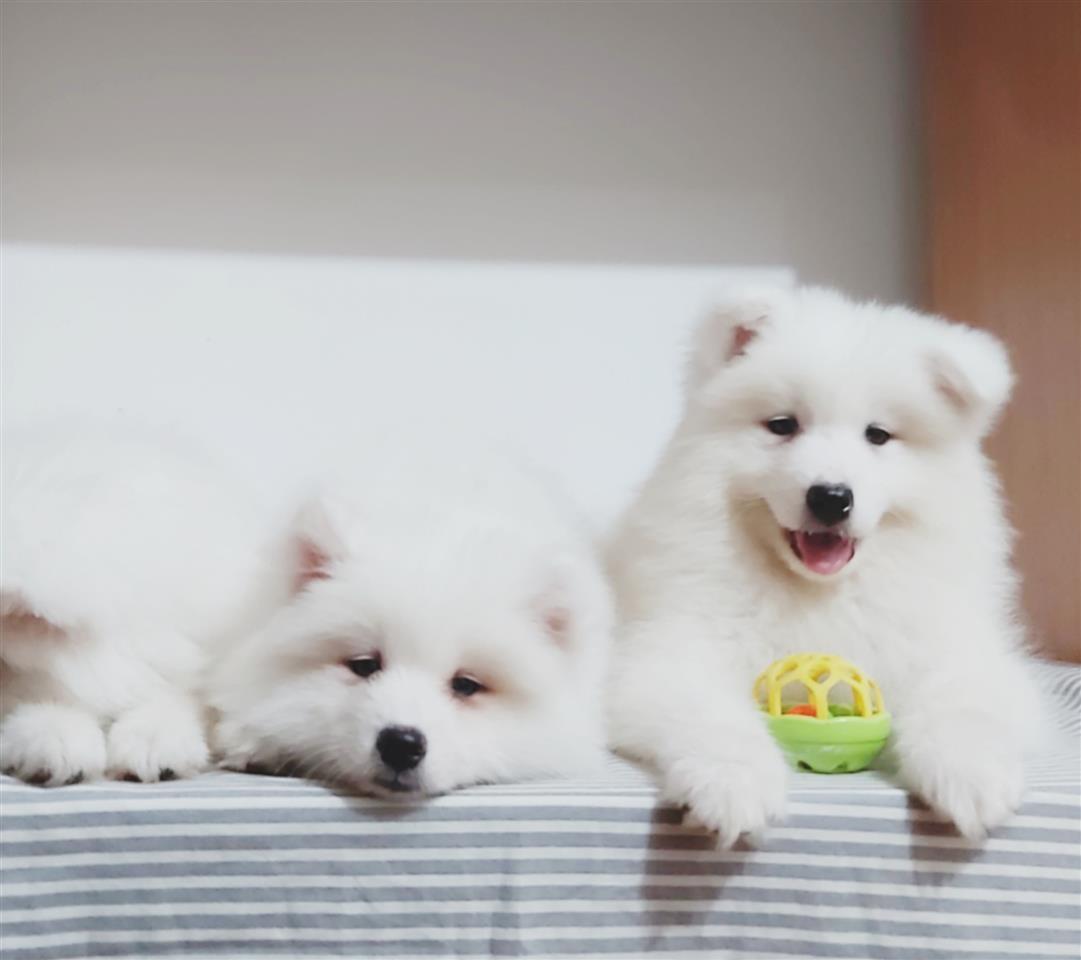 Samojed