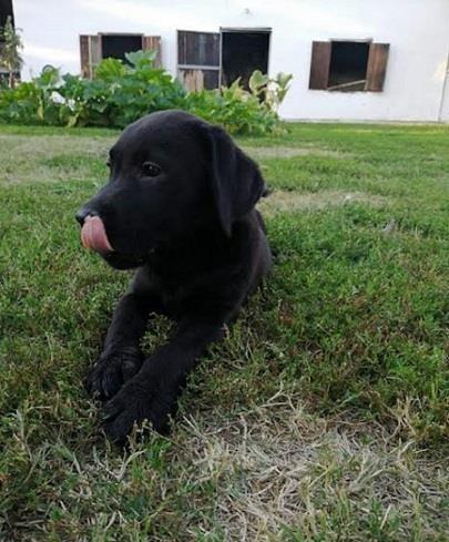 Labrador-retriver-