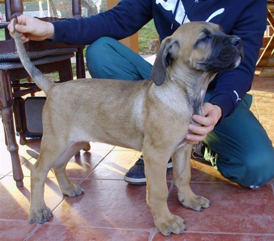 Cane-Corso-odlicna-stenad