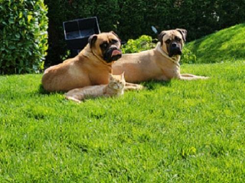 Bullmastiff--stenci