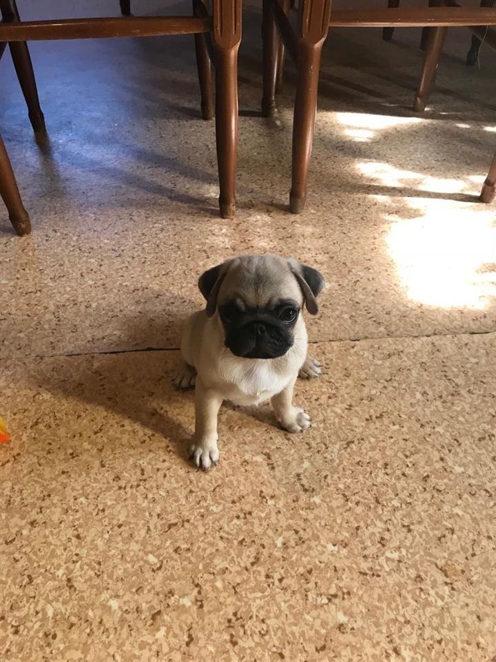 Mops-stenci-na-prodaju